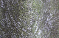 Seed Lee fibreglass roof work